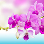 AAC FESTIPLANTES - COLOSSE